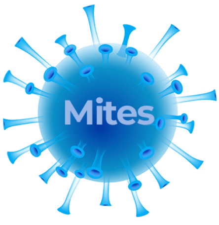 air pollution in car by by mites